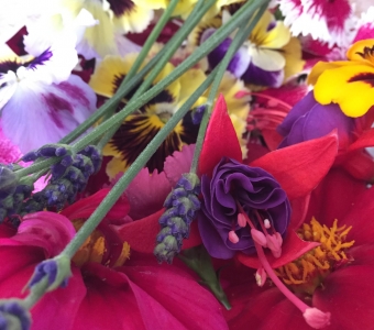 Edible flowers for July
